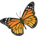 Click to enlarge Monarch Butterfly Illustration Image